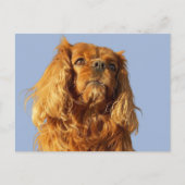 Ruby Cavalier King Charles Spaniel Puppy Dog Blue Postkarte (Vorderseite)