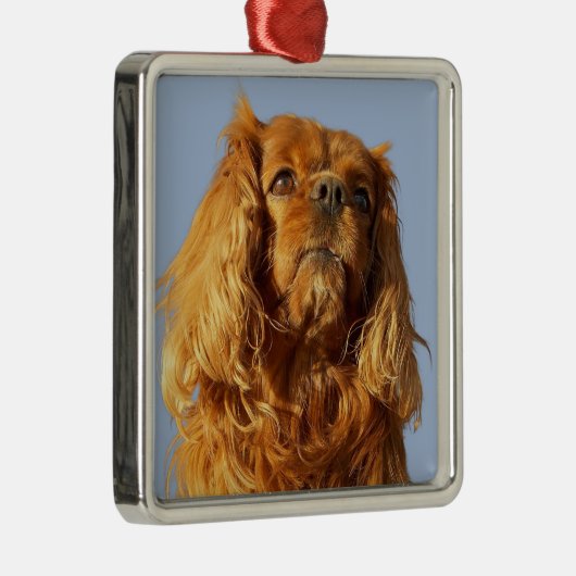 Ruby Cavalier King Charles Spaniel Puppy Dog Ornament Aus Metall (Rechts)