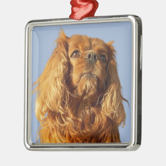 Ruby Cavalier King Charles Spaniel Puppy Dog Ornament Aus Metall (Links)