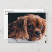 Ruby Cavalier King Charles Spaniel Puppy Dog Postkarte (Vorne/Hinten)