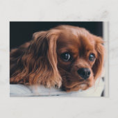 Ruby Cavalier King Charles Spaniel Puppy Dog Postkarte (Vorderseite)