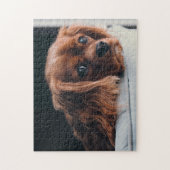Ruby Cavalier King Charles Spaniel Puppy Dog Puzzle (Vertikal)