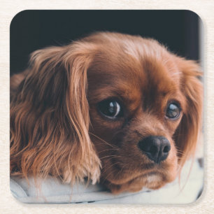 Ruby Cavalier King Charles Spaniel Rechteckiger Pappuntersetzer