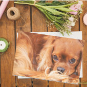 Ruby Cavalier King Charles Spaniel Seidenpapier