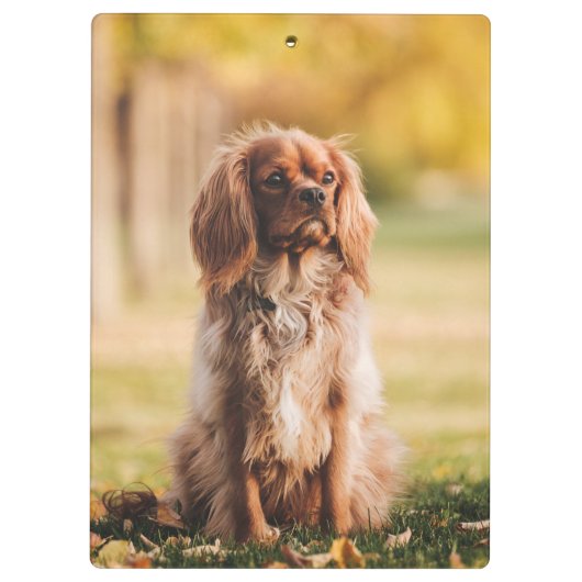 Ruby Cavalier King Charles Spaniel Welpe Hund Klemmbrett (Rückseite)