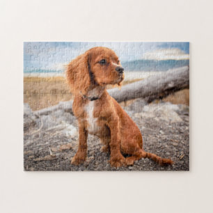 Ruby Cavalier King Charles Spaniel Welpe Hund Puzzle