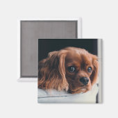 Ruby Cavalier König Charles Spaniel Hund Magnet (Vorderseite/Rückseite)