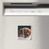 Ruby Cavalier König Charles Spaniel Hund Magnet (In Situ (Geschirrspüler))