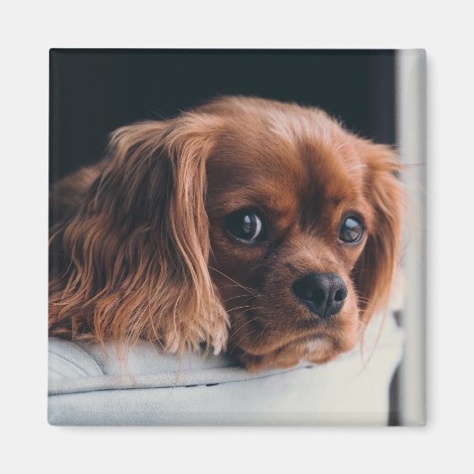 Ruby Cavalier König Charles Spaniel Hund Magnet (Vorne)