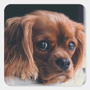 Ruby Cavalier König Charles Spaniel Hund Quadratischer Aufkleber