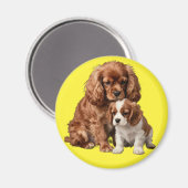 Ruby Cavalier Spaniel und ihr Blenheim-Welpe Magnet (Vorderseite/Rückseite)