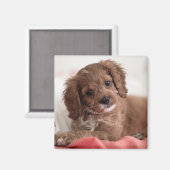 Ruby Cavapoo Puppy Dog Magnet (Vorderseite/Rückseite)