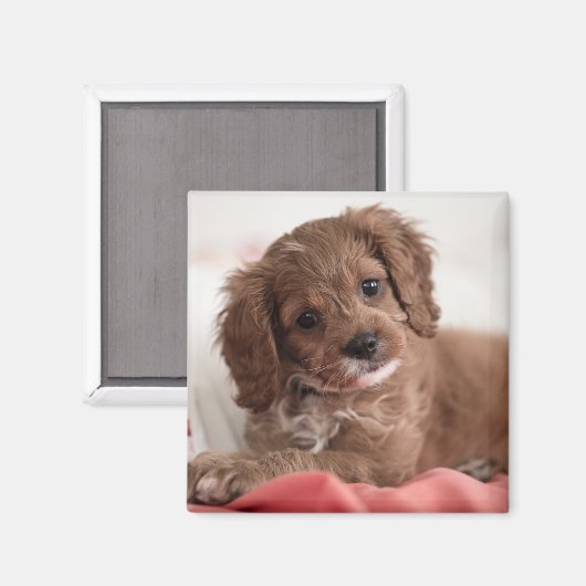 Ruby Cavapoo Puppy Dog Magnet (Vorderseite/Rückseite)
