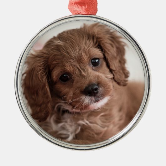 Ruby Cavapoo Puppy Dog Ornament Aus Metall (Vorne)