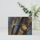 Ruby Crowned Kinglet 01 Postkarte (Stehend Vorderseite)