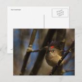 Ruby Crowned Kinglet 01 Postkarte (Vorne/Hinten)