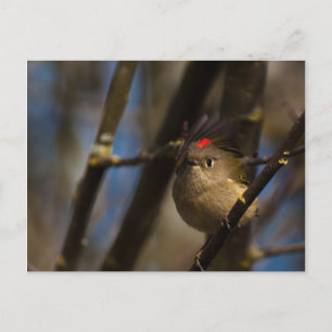 Ruby Crowned Kinglet 01 Postkarte