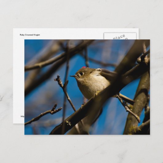 Ruby Crowned Kinglet 02 Postkarte (Vorne/Hinten)