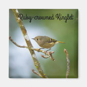 Ruby Crowned Kinglet Magnet (Vorne)