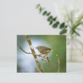Ruby Crowned Kinglet Postkarte (Stehend Vorderseite)