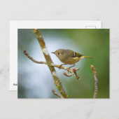 Ruby Crowned Kinglet Postkarte (Vorne/Hinten)
