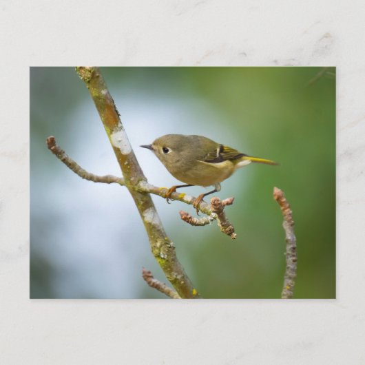 Ruby Crowned Kinglet Postkarte (Vorderseite)