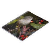 Ruby-Crowned Kinglet Songbird auf Hawthorn Bush Notizblock (Linke Seite)