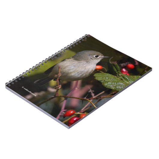 Ruby-Crowned Kinglet Songbird auf Hawthorn Bush Notizblock (Linke Seite)