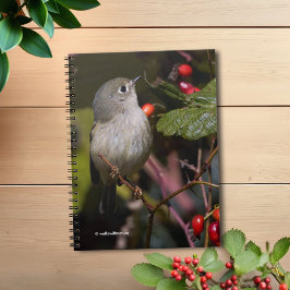 Ruby-Crowned Kinglet Songbird auf Hawthorn Bush Notizblock