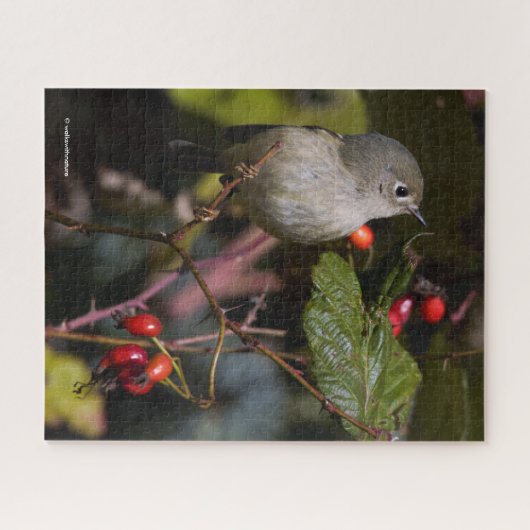 Ruby-Crowned Kinglet Songbird auf Hawthorn Bush Puzzle (Horizontal)