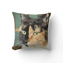 Ruby, die Sechsjährige Tortie und White