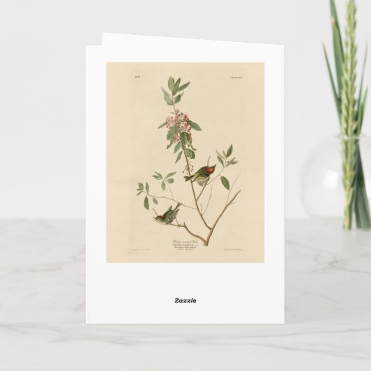 Ruby gekrönt Wren (Kinglet) Audubon Birds Amerika Karte (Rückseite)