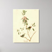 Ruby gekrönt Wren (Kinglet) Audubon Birds Amerika Leinwanddruck (Vorderseite)