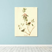 Ruby gekrönt Wren (Kinglet) Audubon Birds Amerika Leinwanddruck (Insitu (Holzboden))