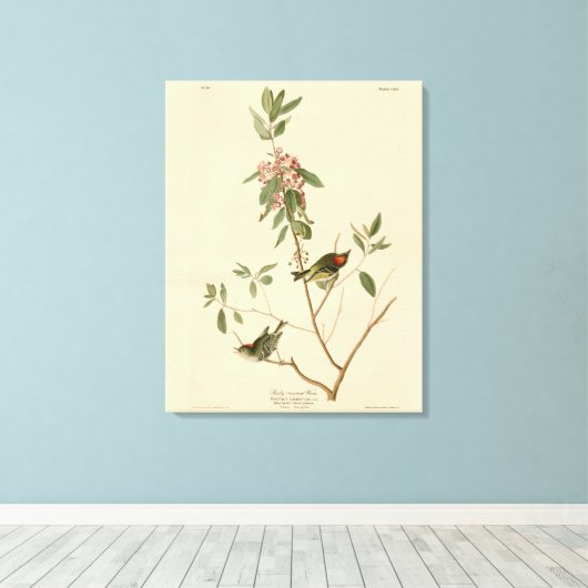 Ruby gekrönt Wren (Kinglet) Audubon Birds Amerika Leinwanddruck (Insitu (Holzboden))