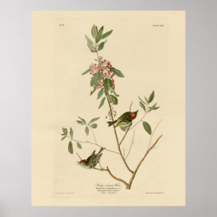 Ruby gekrönt Wren (Kinglet) Audubon Birds Amerika Poster