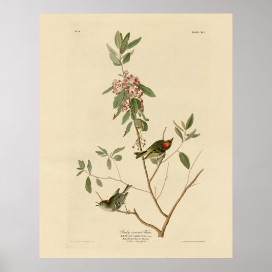 Ruby gekrönt Wren (Kinglet) Audubon Birds Amerika Poster (Vorne)