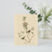 Ruby gekrönt Wren (Kinglet) Audubon Birds Amerika Postkarte (Stehend Vorderseite)