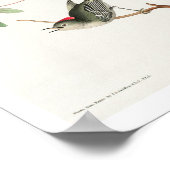 Ruby gekrönt Wren von Audubon Poster (Ecke)