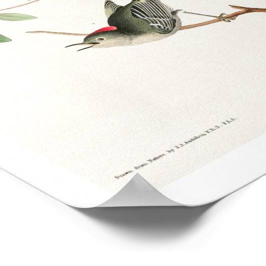 Ruby gekrönt Wren von Audubon Poster (Ecke)