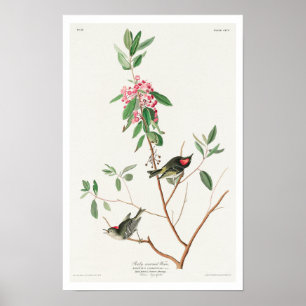Ruby gekrönt Wren von Audubon Poster