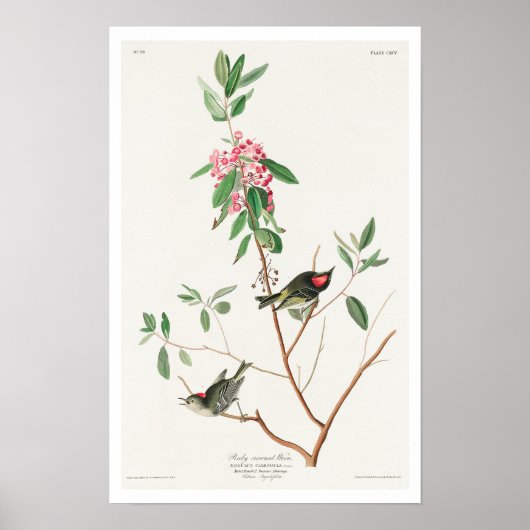 Ruby gekrönt Wren von Audubon Poster (Vorne)