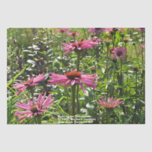 Ruby Giant Echinacea im Garten Seidenpapier