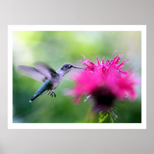 "Ruby" Hummingbird Fotografie drucken Poster (Vorne)