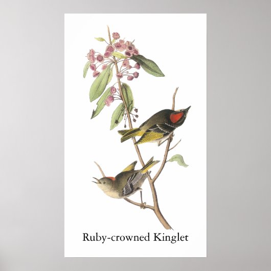 Ruby-Krone Kinglet, John Audubon Poster (Vorne)