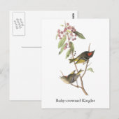 Ruby-Krone Kinglet, John Audubon Postkarte (Vorne/Hinten)