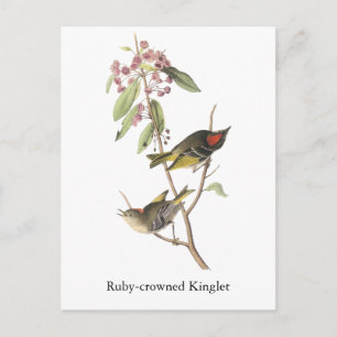 Ruby-Krone Kinglet, John Audubon Postkarte