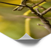 Ruby-Krone-Kinglet Poster (Ecke)