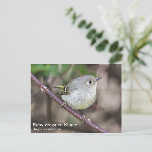 Ruby-Krone-Kinglet Postkarte (Stehend Vorderseite)