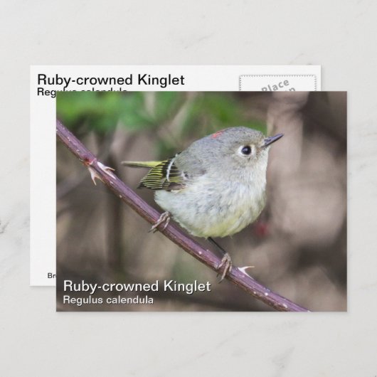 Ruby-Krone-Kinglet Postkarte (Vorne/Hinten)